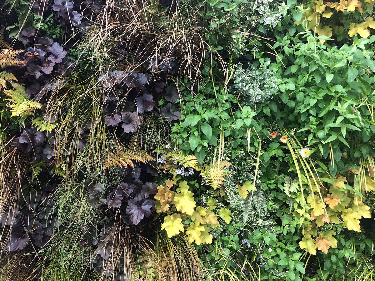 Detail of the green wall planting
